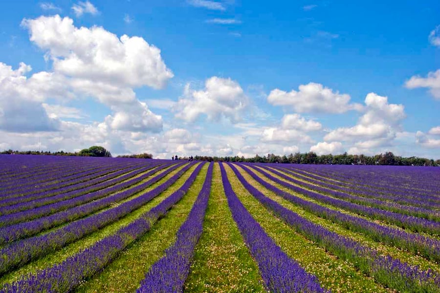 Lavender Field Summer Flowers Cotswolds England Photograph Print