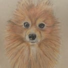 Custom Personalised Pet Portrait Colour Pencil Drawing, size 9 x 12 inches
