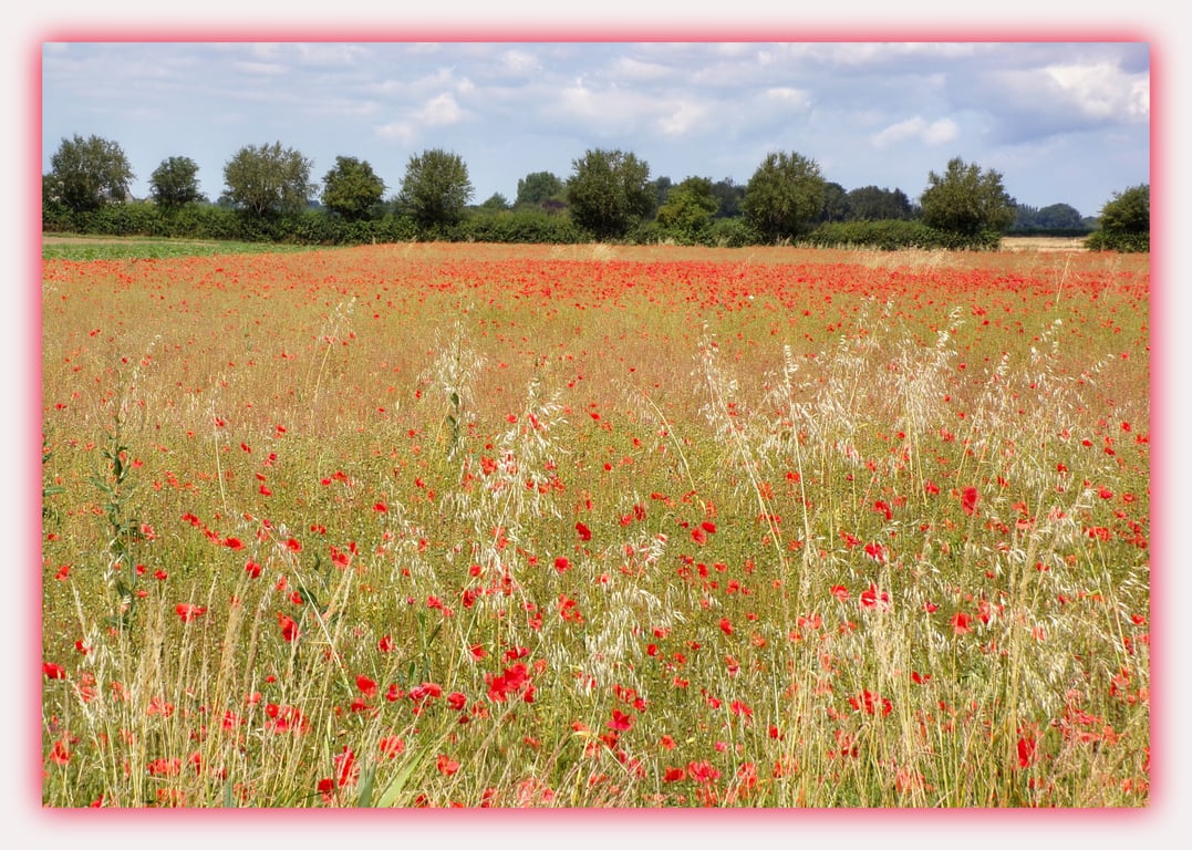 Poppy Field Norfolk Greeting Card A5 