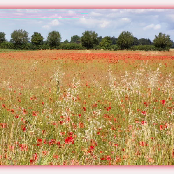 Poppy Field Norfolk Greeting Card A5 