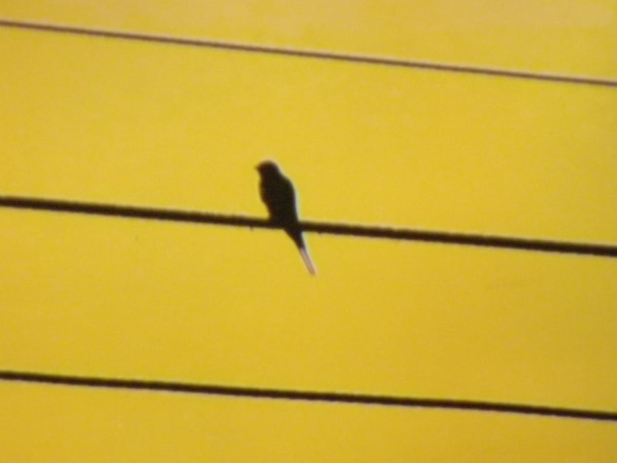 The Songbird,A4 unframed , mounted, free hook & easel, ref 3119 free shipping