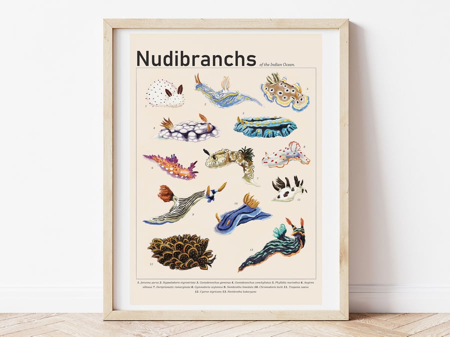 Nudibranch & Sea Slugs of the Indian Ocean