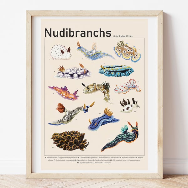 Nudibranch & Sea Slugs of the Indian Ocean