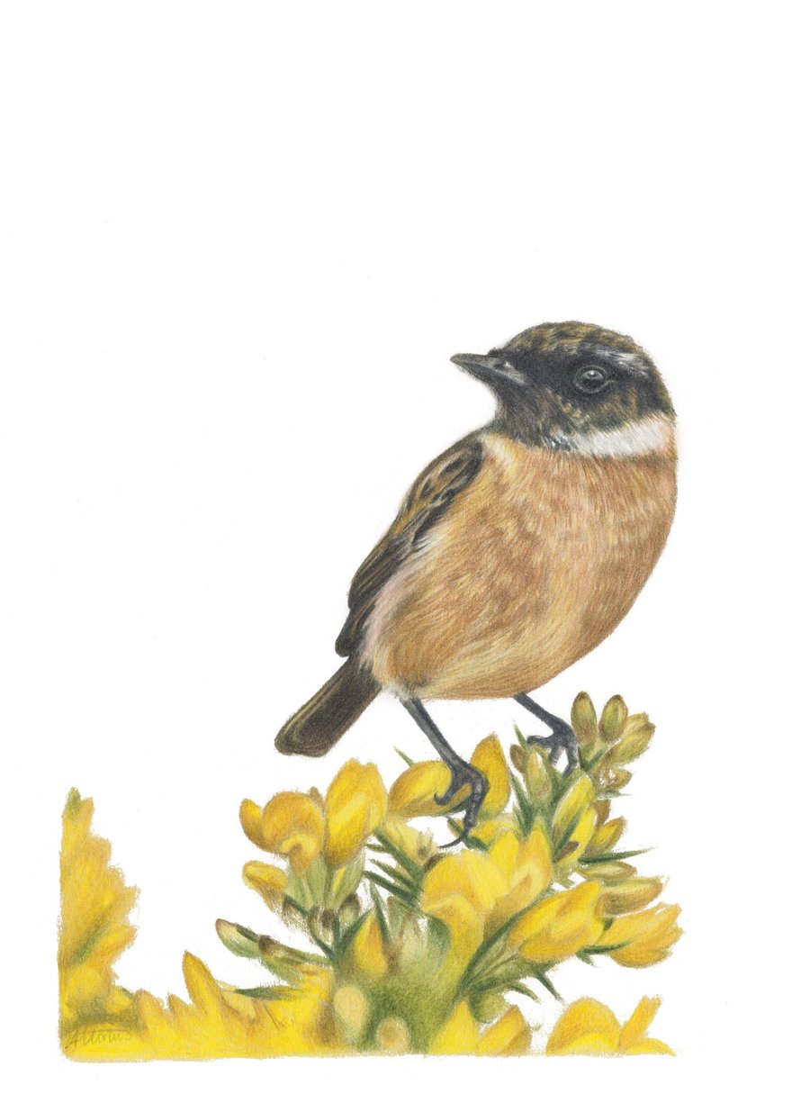 Stonechat Print A5