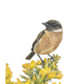 Stonechat Print A5