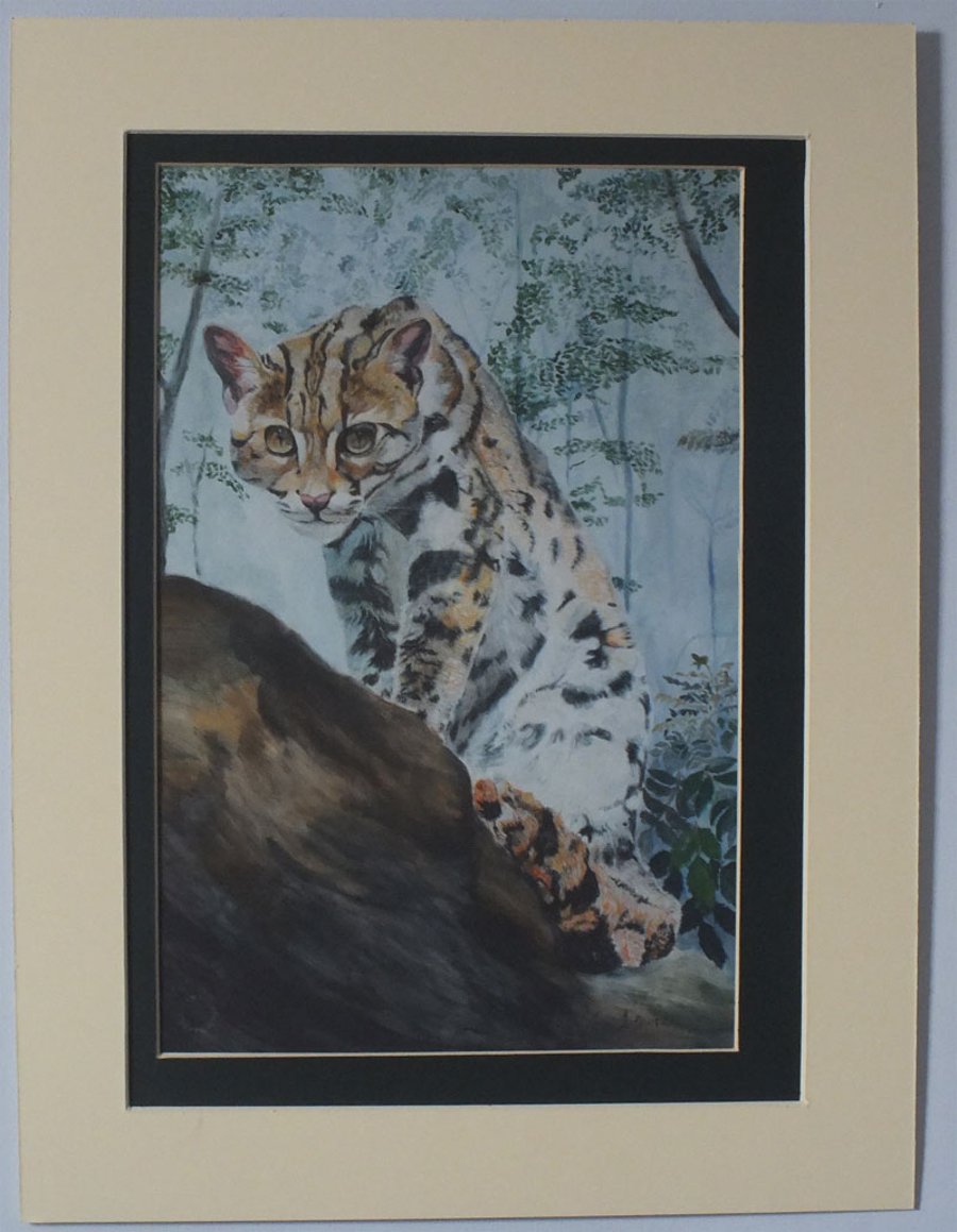 Limited edition Giclee print of an endangered Asian Leopard Cat
