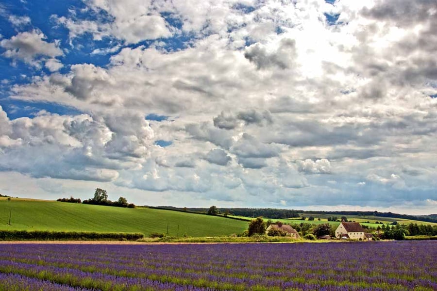 Lavender Field Purple Flowers Cotswolds Photograph Print