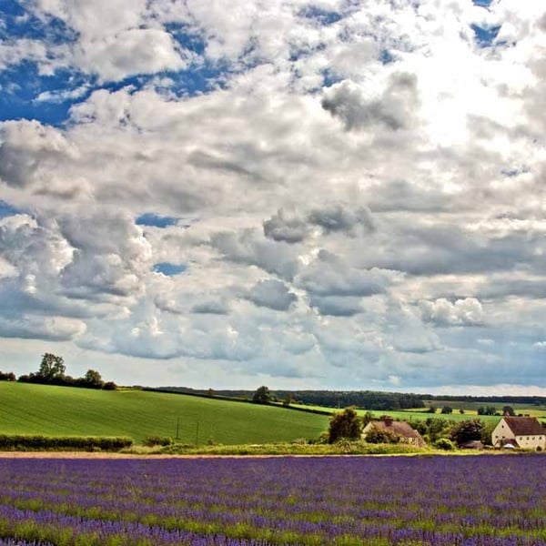 Lavender Field Purple Flowers Cotswolds Photograph Print