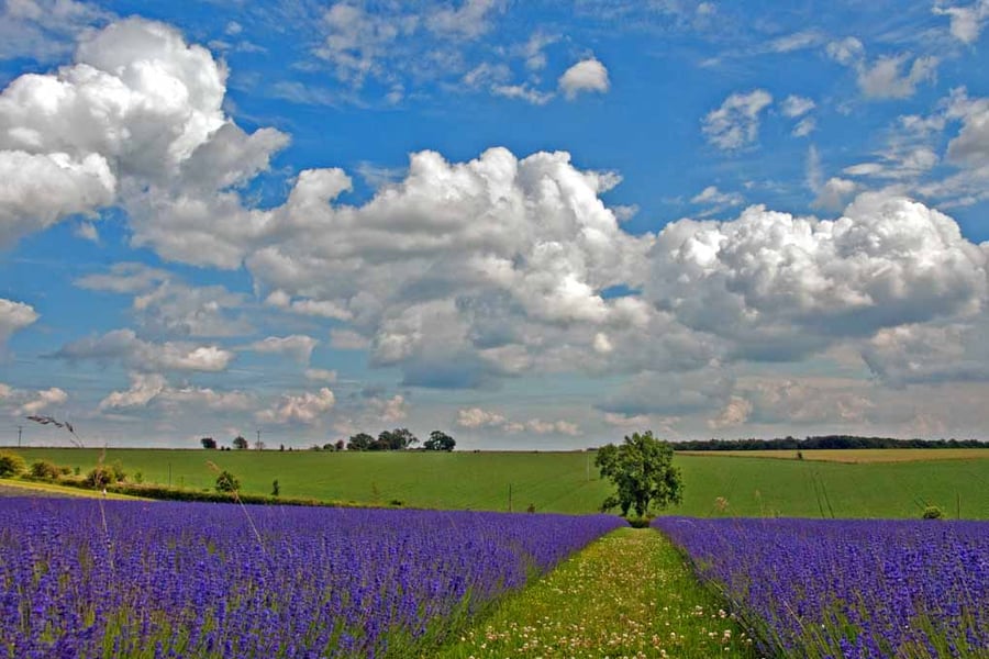 Lavender Field Purple Flowers Cotswolds UK Photograph Print