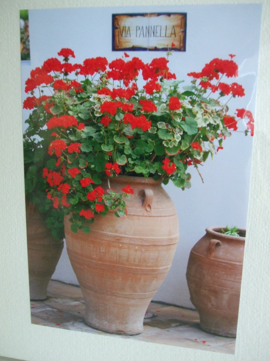 Photographic greetings card of red Geraniums in a terracotta urn.