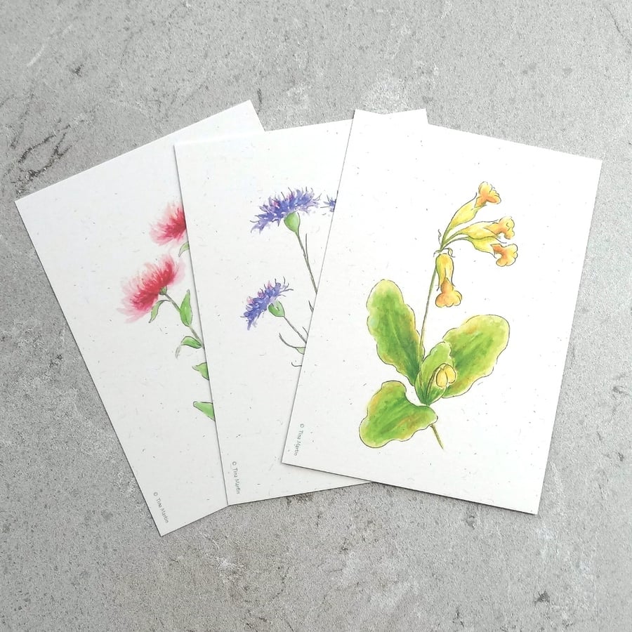 Postcards (pack of 6) Wildflower Eco friendly