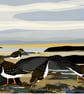 Turnstones - bird art print - coastal birds