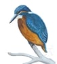 Original Art Kingfisher Watercolour Painting 21 x 14 cm