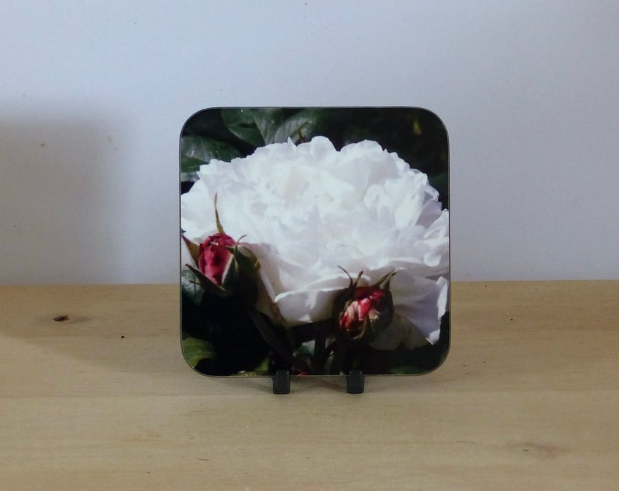 Photo Coaster - White Rose