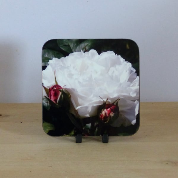Photo Coaster - White Rose