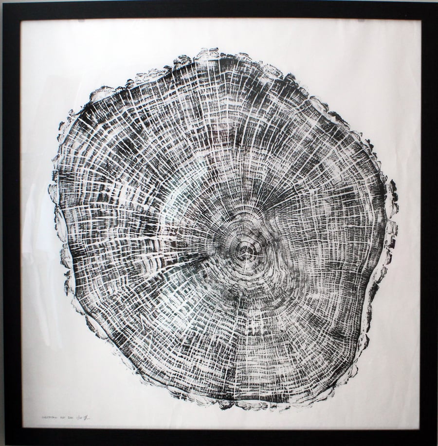 Big Ash Tree Ring Art print original woodgrain 