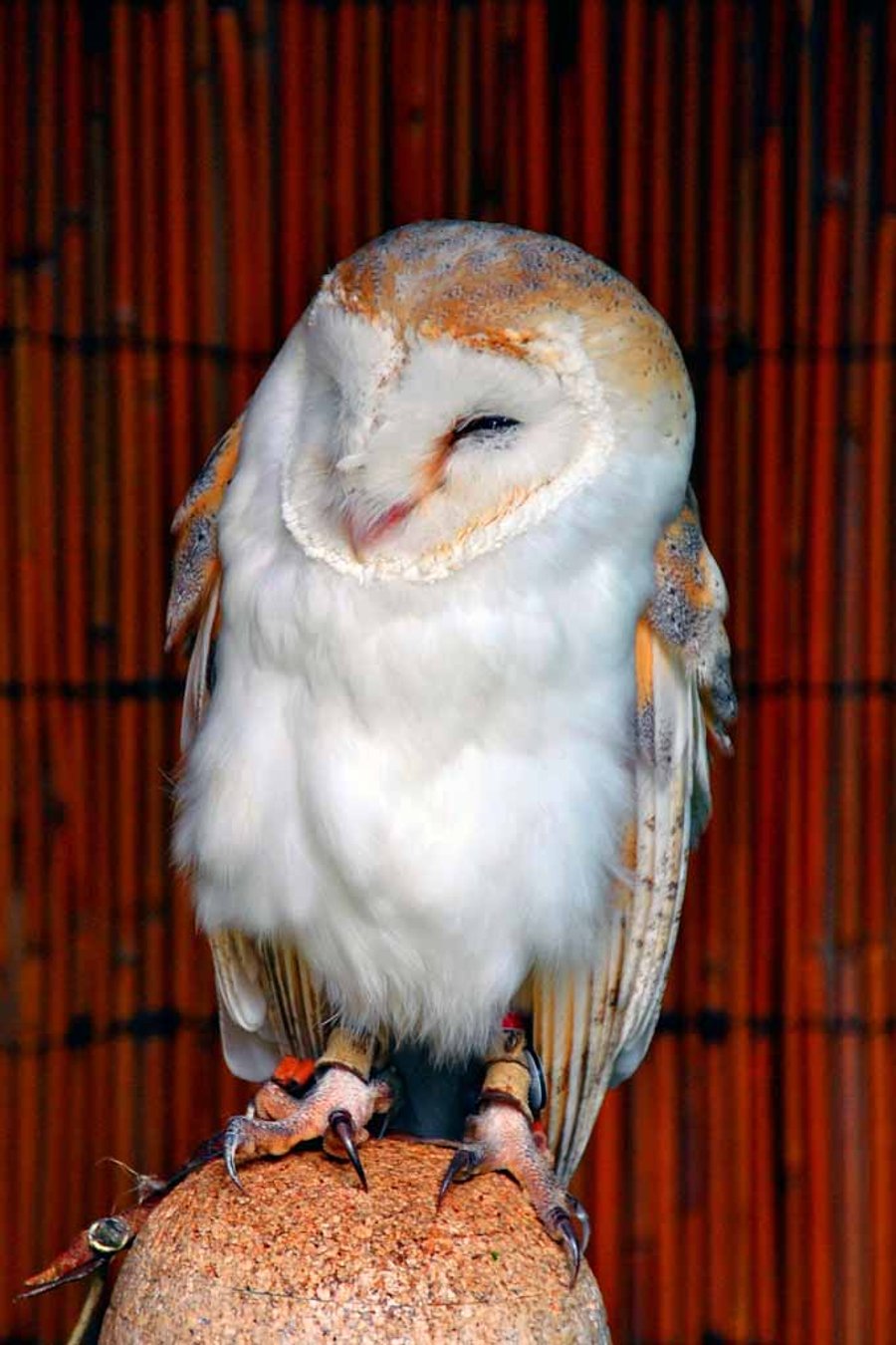 Barn Owl Tyto Alba Bird Of Prey Photograph Print