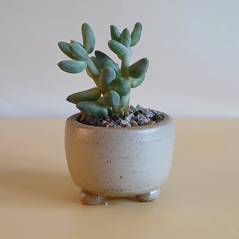Succulent and cactus pot from series A
