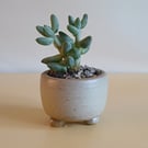 Succulent and cactus pot from series A