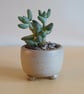 Succulent and cactus pot from series A