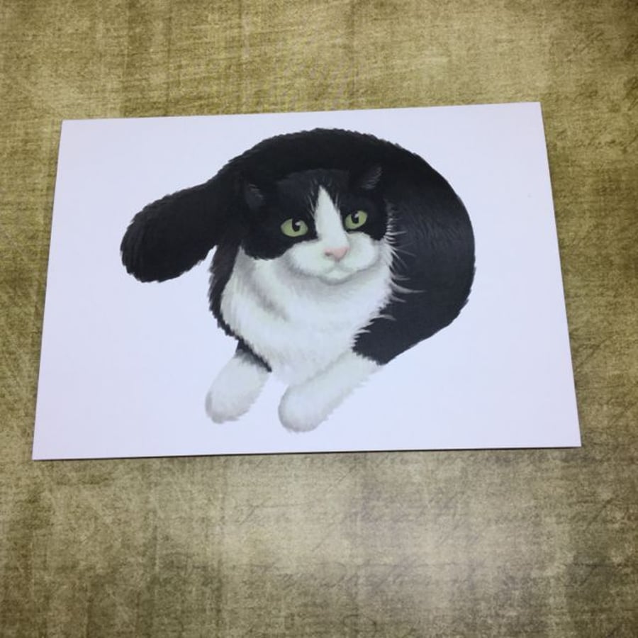 Set of 4 cat postcards