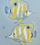 Copper-Banded Butterfly Fish - Original drawing , fish artwork - Image 8
