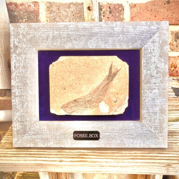 Fish fossil framed