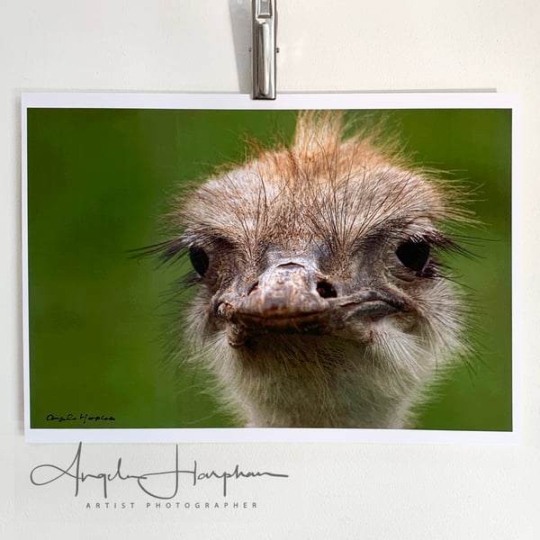 Fine Art Colour Photograph A4 - Ostrich with Attitude