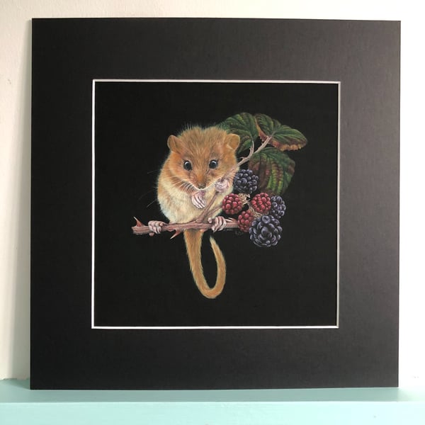 'Bramble Gatherer' a limited edition, mounted, Giclee print of a hazel dormouse 