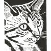 Thoughtful Tabby Cat - Original Hand Pulled Linocut Print