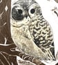 Little Tawny Owlet - Collagraph 