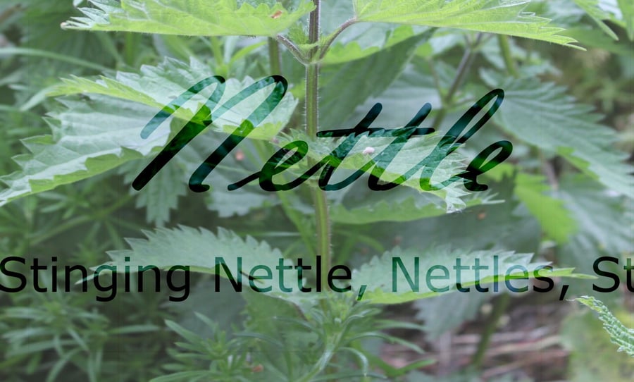 Nettle Plant Profile