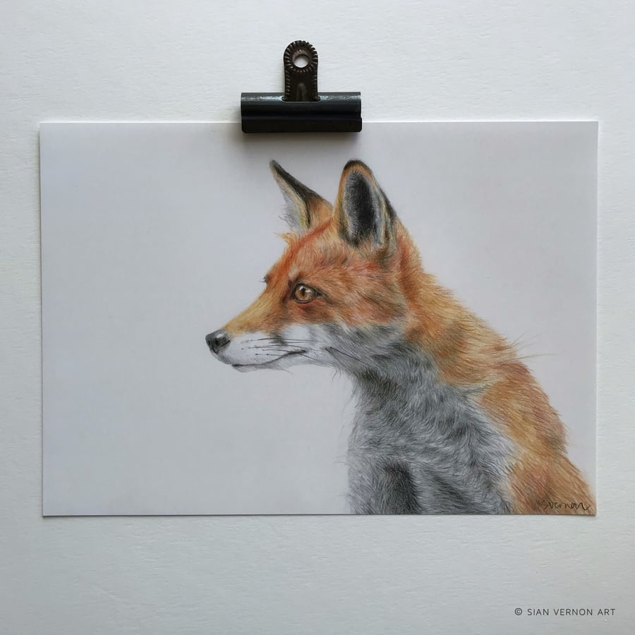 Red Fox - Giclee Print of an original drawing