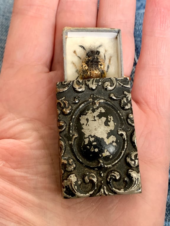 71b - Coelioxys rufescens or Sharp-tail Bee - Fifty Bees 2