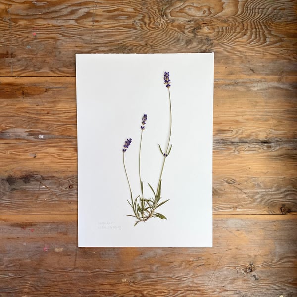 Pressed Lavender flowers - A4