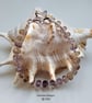 Designer One Off Balivian Ametrine Sterling Silver Bracelet  - Image 3