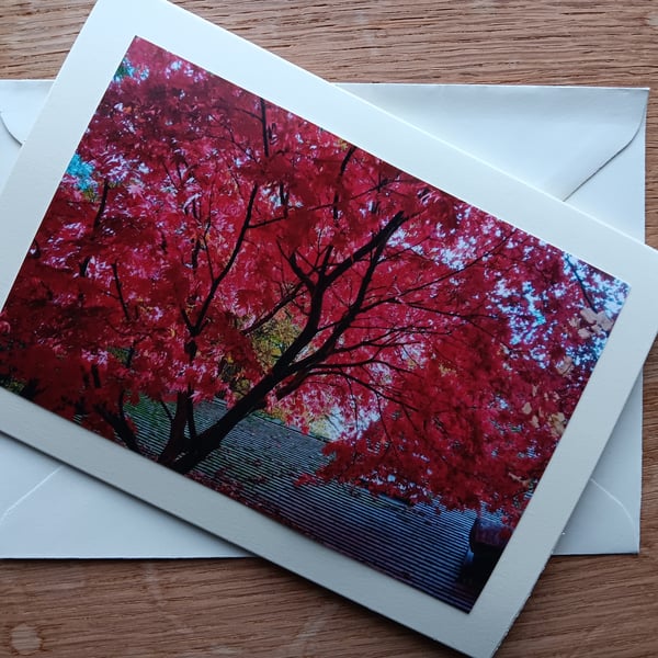 Autumn Acer with Bright Red Leaves Large Photographic Card 7" x 5" Blank