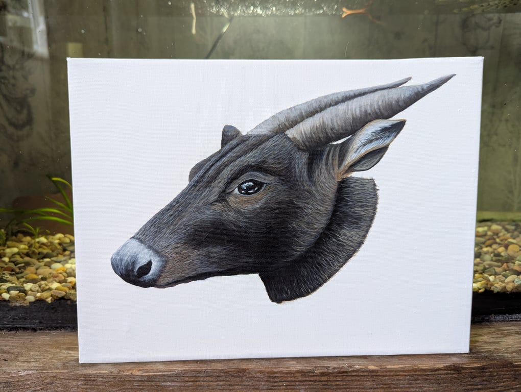 Lowland Anoa - Endangered Species Charity Painting 