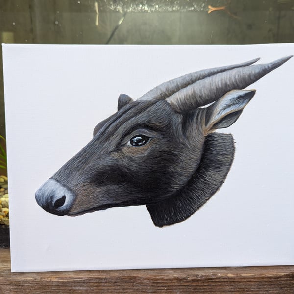 Lowland Anoa - Endangered Species Charity Painting 