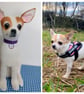 Dog Keepsakes  - Image 4