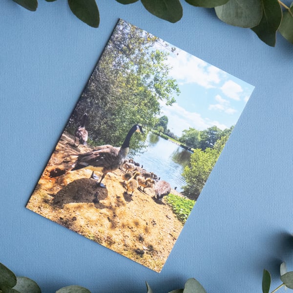 Mama Goose - Nature Photography Greetings Card & Envelope