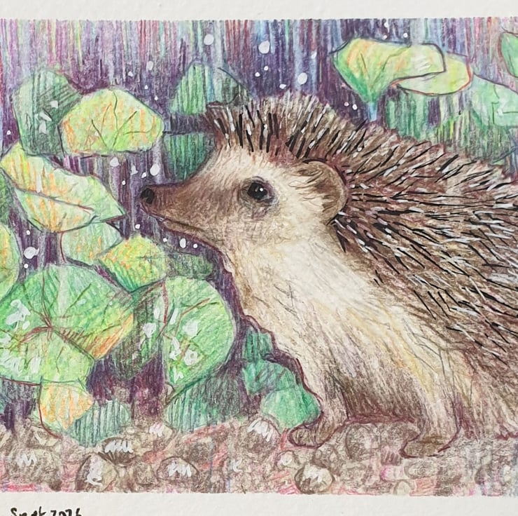 Little Hedgehog Drawing Letterbox Art Gift Or Folksy