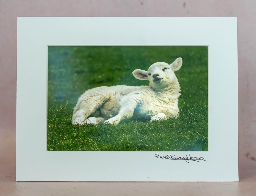 Limited Edition Original 4x6 inch Mounted Photo of a Sleepy Lamb Print