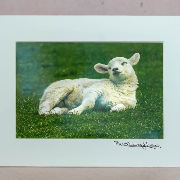 Limited Edition Original 4x6 inch Mounted Photo of a Sleepy Lamb Print