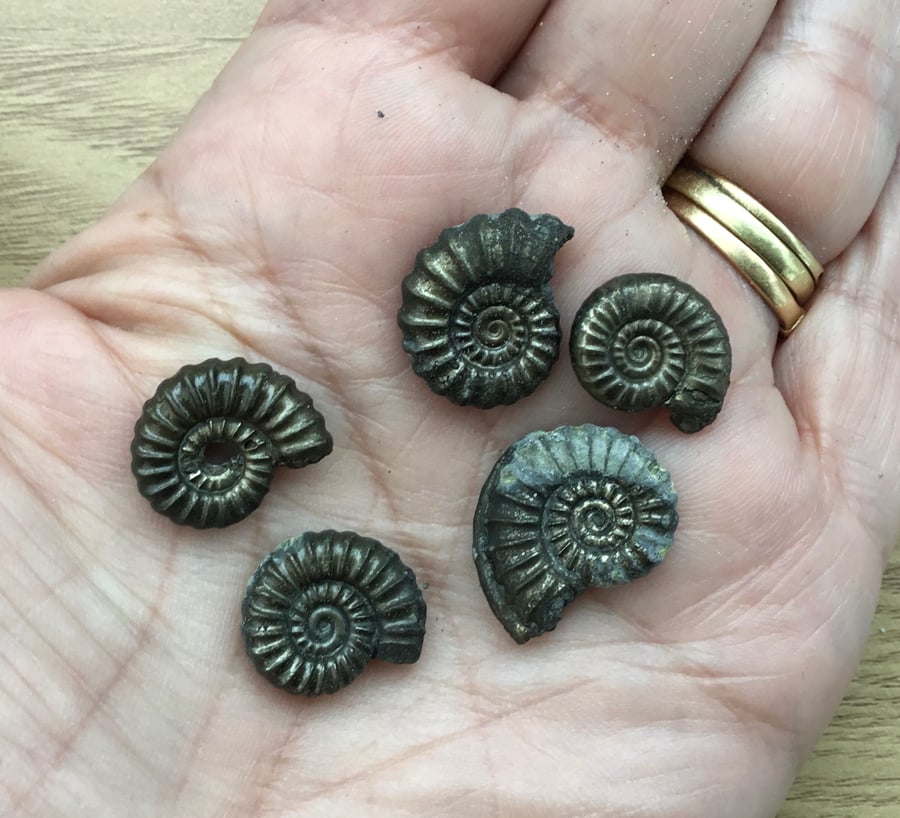 Five Golden Jurassic Ammonites.  Actual Golden Pyrite Ammonite Fossils.