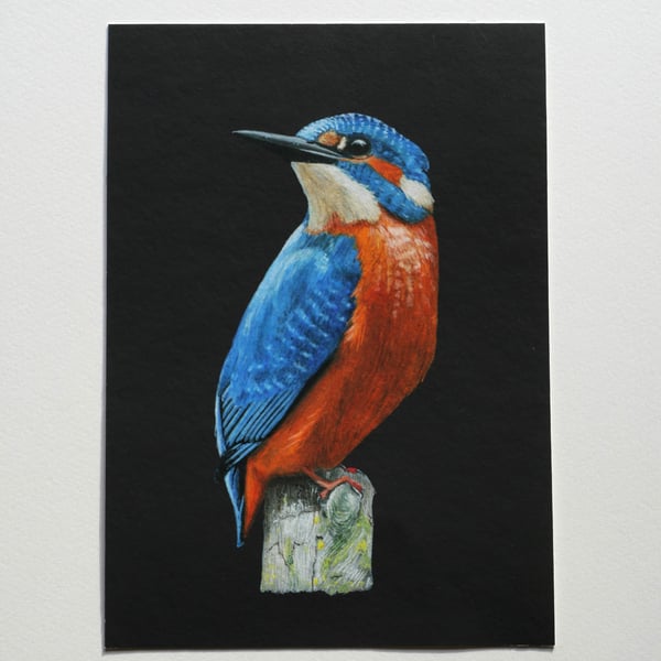 Eurasian Kingfisher Giclée Print