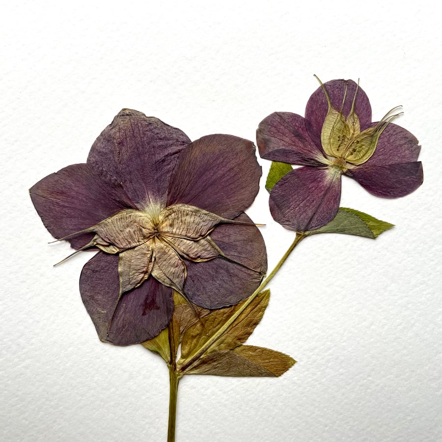 Hellebore Real Pressed Flower Herbarium Art