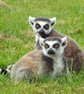Ring Tailed Lemurs Ethically Made A5 Blank Greetings Card - Image 2