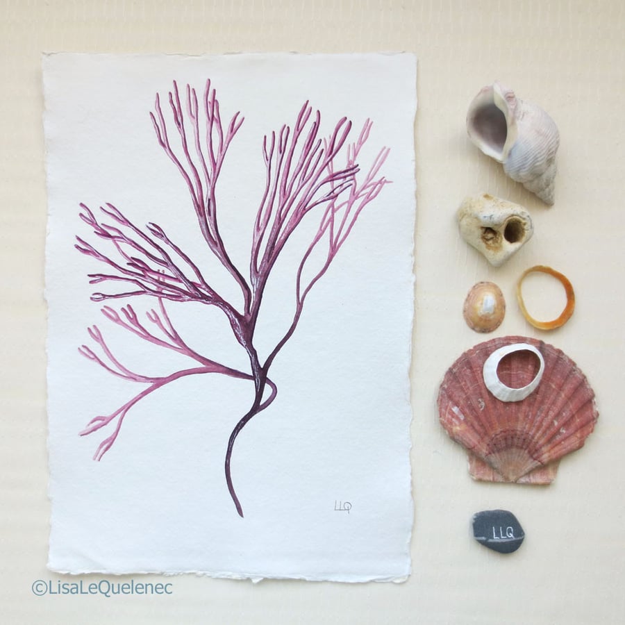 Sale Original watercolour painting of pink seaweed shell coastal collection 