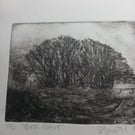 Moody etching 'Birch grove, Exmoor'